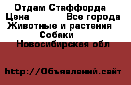 Отдам Стаффорда › Цена ­ 2 000 - Все города Животные и растения » Собаки   . Новосибирская обл.